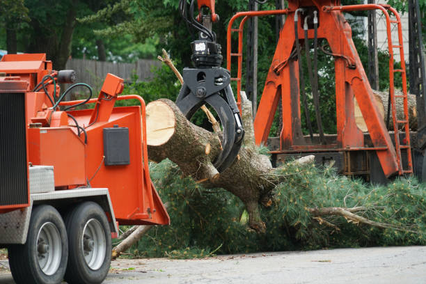Best Tree Preservation Services  in Cutler Bay, FL