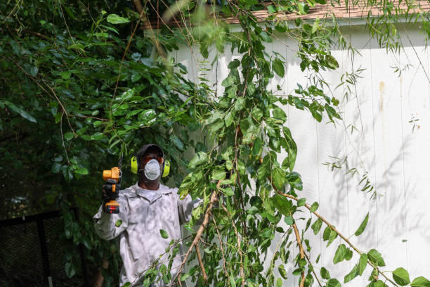 Best Arborist Consultation Services  in Cutler Bay, FL